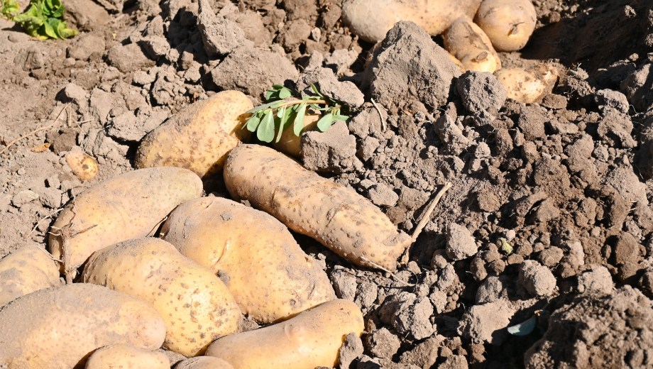 Papas en un campo de Río Negro. Foto: archivo Florencia Salto.