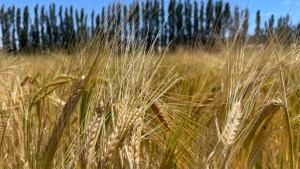 Los primeros ensayos de cebada en Neuquén obtuvieron resultados alentadores