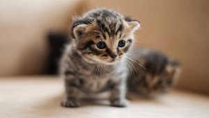 Los increíbles beneficios de tener un gato para la salud mental y el bienestar emocional