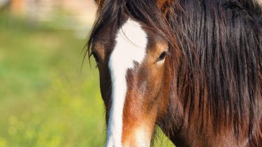 El animal cambió la organización de las comunidades indígenas en Patagonia norte