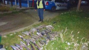 Pesca ilegal en La Angostura: los detuvieron en la Ruta 40 y descubrieron que llevaban 46 truchas arcoíris
