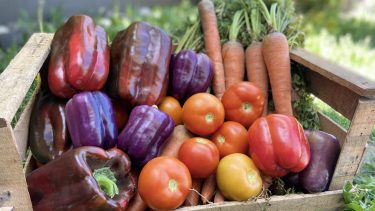 Producción hortícola de calidad. (Foto: Secretaría de Agricultura de Río Negro.)