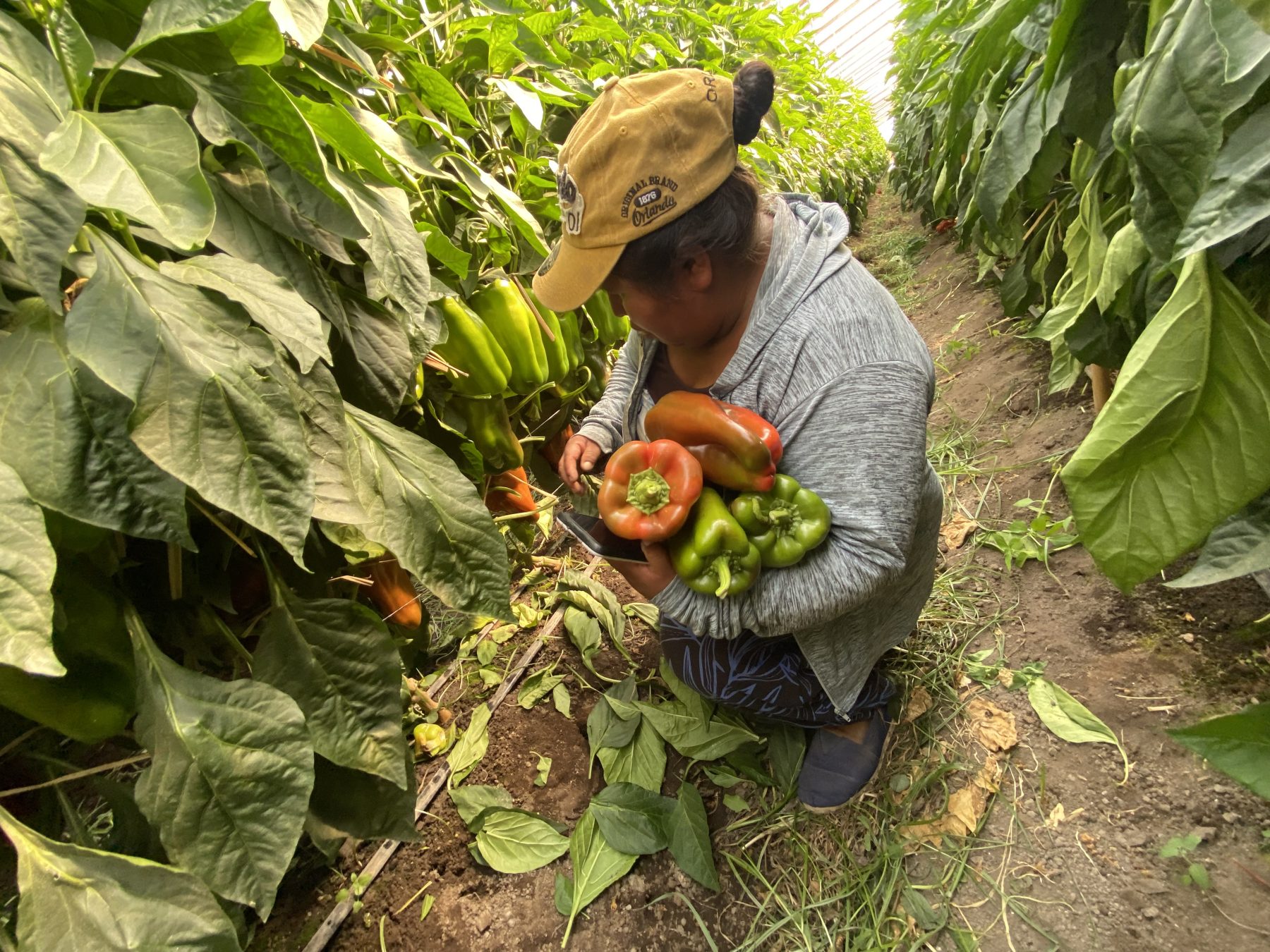 Horticultura en invernaderos. (Foto: Secretaría de Agricultura de Río Negro.)