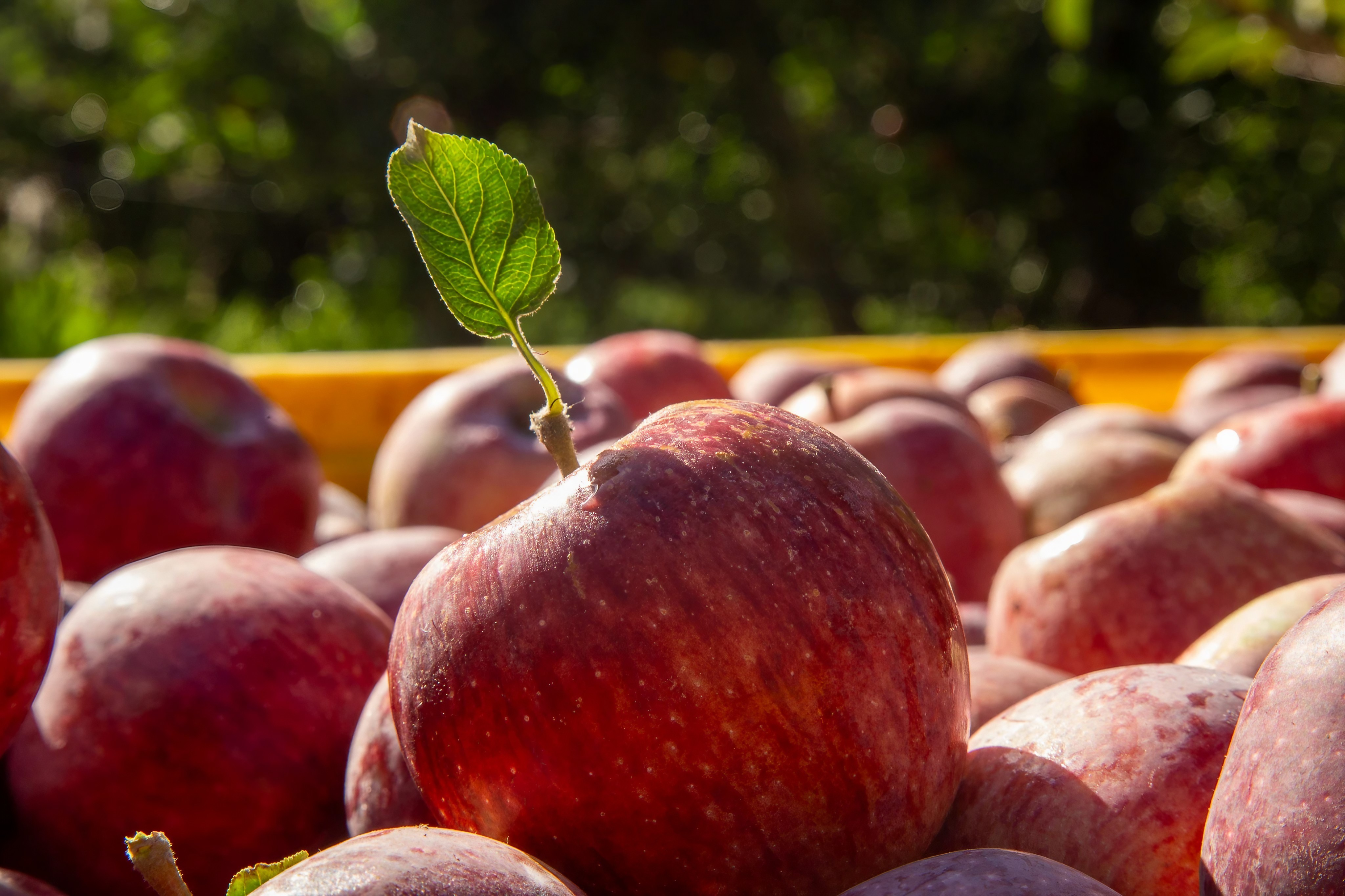 Desregulación frutícola. El gobierno anunció una medida que alcanza de forma directa a la producción regional. 