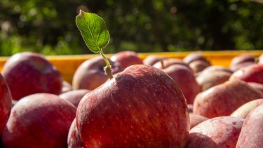 Desregulación frutícola. El gobierno anunció una medida que alcanza de forma directa a la producción regional. 
