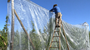 Instalación de mallas antigranizo.