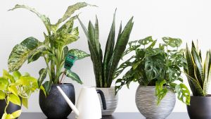 Las plantas de interior que mejoran el estado de ánimo, favorecen a la concentración y son fáciles de cuidar