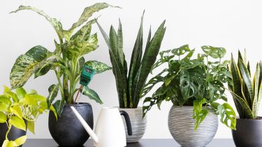 El contacto con la naturaleza, incluso en espacios interiores, puede ser una herramienta eficaz para mejorar la calidad de vida.