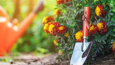 Huerta en casa: qué sembrar en marzo para tener rápido tu propia producción