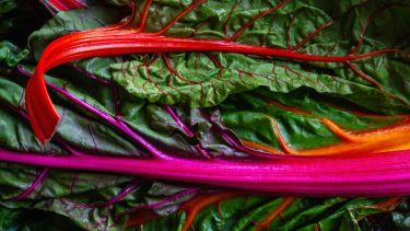 Además de los nutrientes esenciales como la vitamina C, se ha demostrado que la vitamina D juega un papel importante en la salud articular.