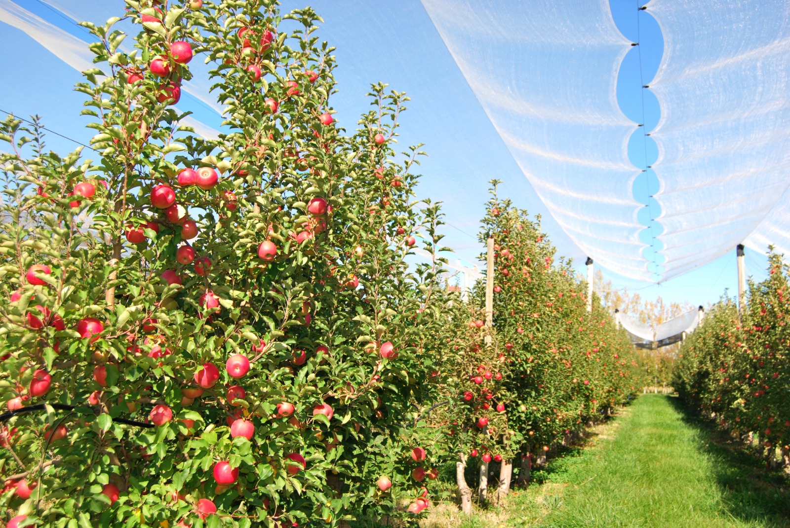 La economía local florece gracias al trabajo incansable del INTA, generando empleo, impulsando el desarrollo de la industria agroalimentaria y fortaleciendo la región.
