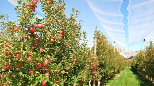 Un año sin INAFCI: La sombra de la fragilidad en las políticas públicas argentinas y su relación con el INTA