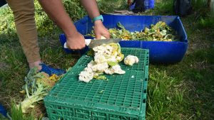 Una técnica para desinfectar suelos y combatir patógenos en invernaderos