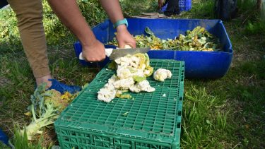 Proceso de biosolarización.