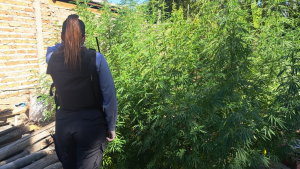 Fueron por una causa de amenazas con armas de fuego y encontraron un vivero de marihuana en Roca