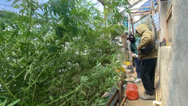 Allanaron una casa por robo en Bariloche y descubrieron una plantación de marihuana. Foto Gentileza.