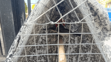 Rescataron dos cardenales en cautiverio en el Alto Valle. Foto: gentileza.