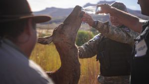 Entre el fuego y la esperanza: la cierva que conmueve en medio de los incendios de Neuquén
