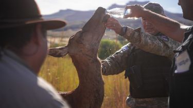 La foto que emocionó en el medio de los incendios. Foto: Simón Manzur