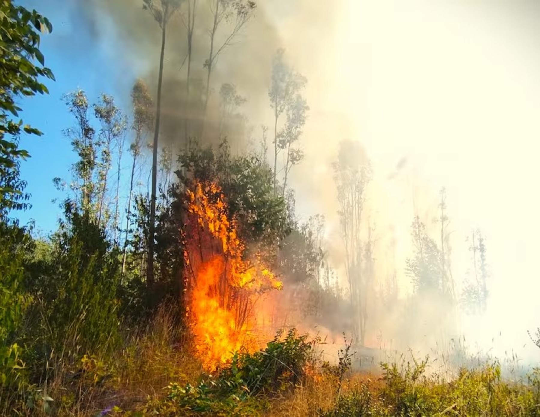 Fuego en Chile. Foto: gentileza La Tercera. 