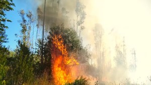Detectan intencionalidad en los incendios en Chile, cerca de Neuquén: dónde están los focos activos