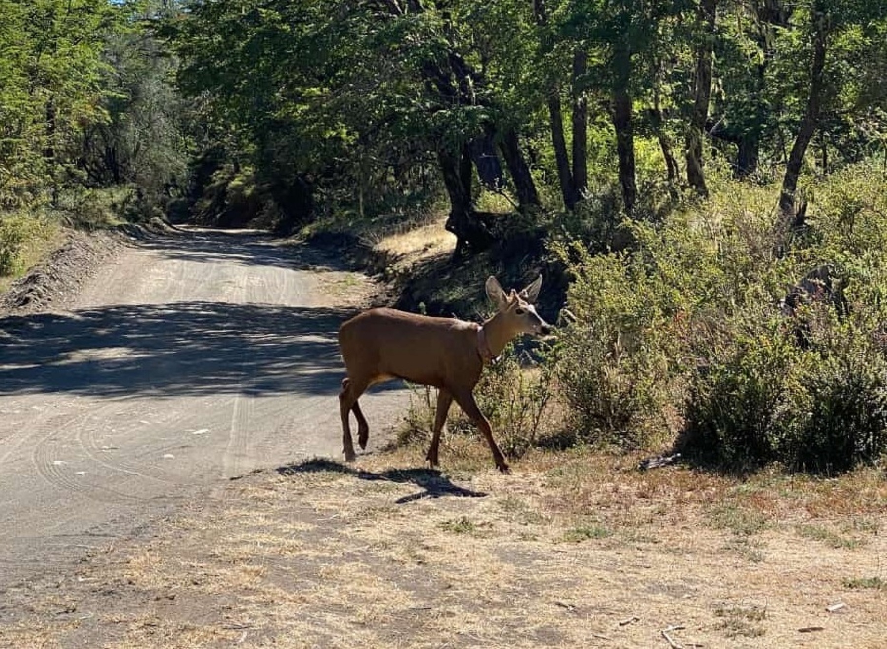 El animal avistado. Foto: parque nacional Lanín. 
