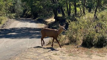 El animal avistado. Foto: parque nacional Lanín. 