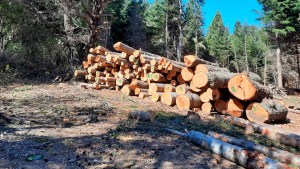 La producción forestal en Río Negro, atractivos de una opción poco explorada