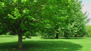 Los árboles perfectos para tu jardín: dan mucha sombra, no ensucian y sus raíces no levantan las veredas
