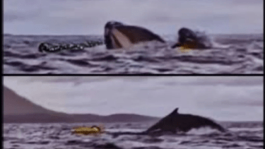 Video | Increíble susto: una ballena se tragó a un turista en Chile que hacía packrafting