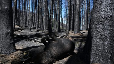 Río Negro declara la emergencia ígnea por el peligro de incendios. Foto: Chino Leiva