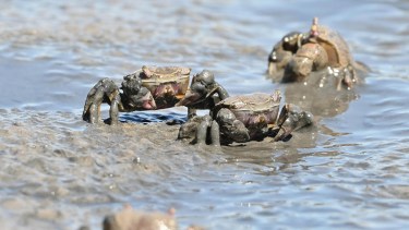 La playa el Pescadero es la que está formada en la desembocadura misma del Rio Negro con el océano Atlántico. Fotos y video: Alejandro Carnevale.