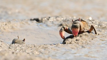 El banquete de los cangrejos: en una playa de la Patagonia lo sorprendió la magia de la naturaleza