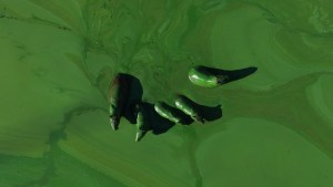 Carpinchos teñidos de verde por cianobacterias en Entre Ríos, en la orilla del río Uruguay