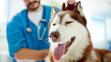 Castraciones de perros y gatos en Cipolletti.