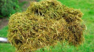 Con este método, no solo se mejora la calidad del jardín de manera natural, sino que también se adopta una práctica amigable con el medioambiente. Foto gentileza | Infocampo.-