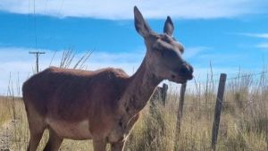 Una cierva golpeada en Junín de los Andes: «Quizás producto de un choque», señaló Fauna