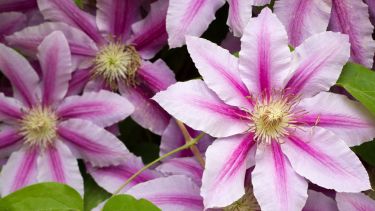  se la conoce popularmente como "Alegría de los viajeros"