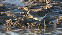 Imagen de Los vecinos de los cangrejos: cinco especies en la hermosa playa de la Patagonia en la que desemboca un gran río