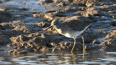 Los vecinos de los cangrejos: cinco especies en la hermosa playa de la Patagonia en la que desemboca un gran río