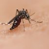 Imagen de Científicos del Conicet prueban una vacuna contra el mosquito: una nueva estrategia para frenar el dengue