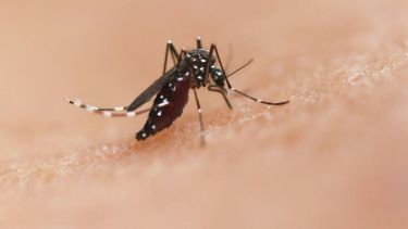 La especie de mosquito Aedes puede transmitir enfermedades como el chikungunya, el dengue y el zika.
