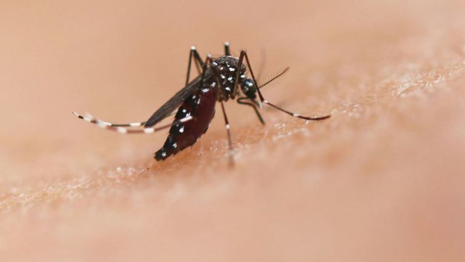 La especie de mosquito Aedes puede transmitir enfermedades como el chikungunya, el dengue y el zika.