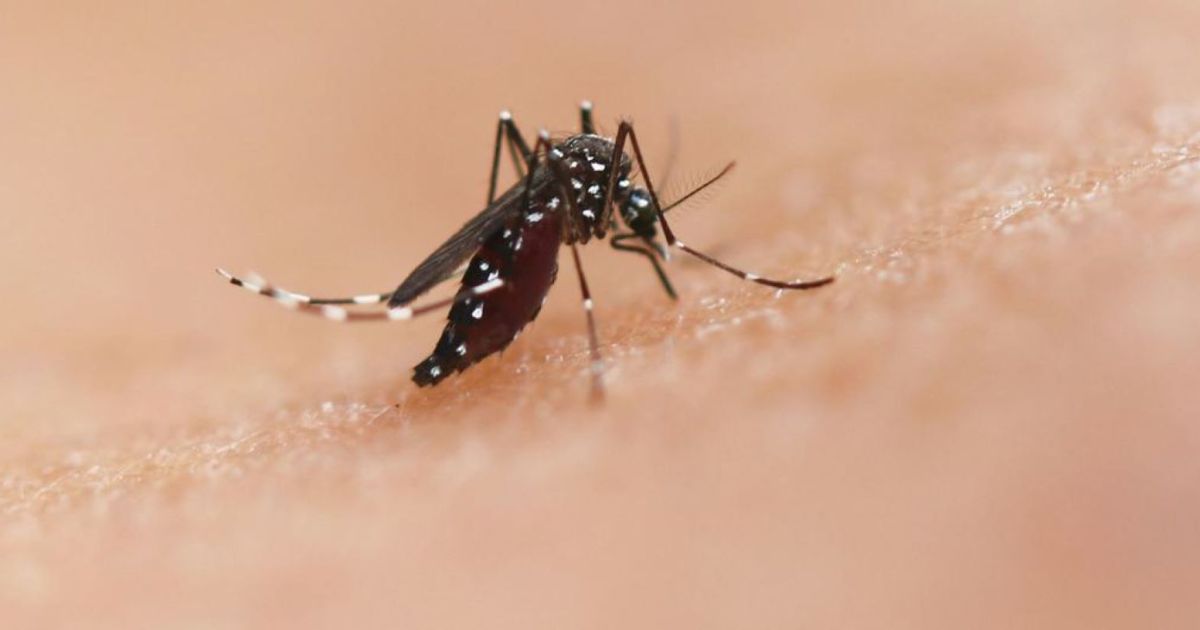 Photo: rionegro.com.ar CONICET Scientists Test Vaccine That Generates Antibodies to Combat Aedes aegypti Mosquito