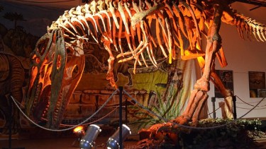 Proyecto Dino en el Museo Gregorio Álvarez.