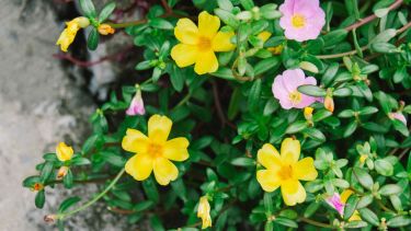 Gracias a su gran capacidad de adaptación, esta especie es perfecta tanto para jardineros principiantes como para aquellos con más experiencia. 