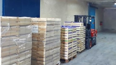 En la temporada trabajan unas 1000 personas en los frigoríficos de Río Negro  y Neuquén. 