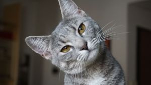 En el Día del Gato, qué se le puede regalar a los más tiernos de la casa