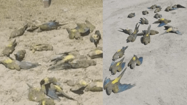 Más de 250 loros muertos cerca de Chos Malal: Senasa descartó gripe aviar e investigan otras causas