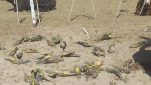 «Son más de 250 los loros muertos» cerca de Chos Malal: esperan que Senasa investigue